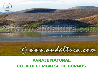 Espacios Naturales de Cádiz: Paraje Natural Cola del Embalse de Bornos