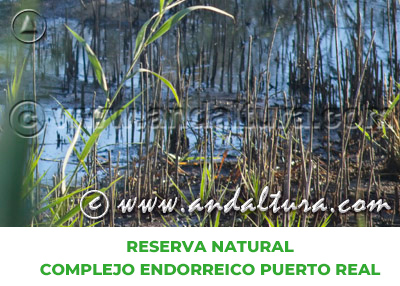 Espacios Naturales de Cádiz: Reserva Natural Complejo Endorreico Puerto Real