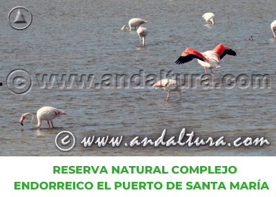 Espacios Naturales de Cádiz: Reserva Natural Complejo Endorreico El Puerto de Santa María