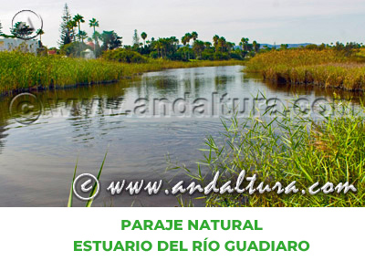 Espacios Naturales de Cádiz: Paraje Natural Estuario del río Guadiaro