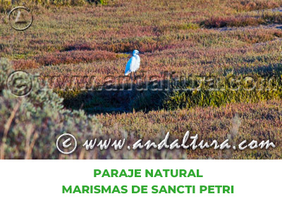 Espacios Naturales de Cádiz: Paraje Natural Marismas de Sancti Petri