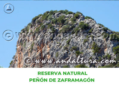 Espacios Naturales de Cádiz: Reserva Natural Peñón de Zaframagón