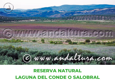 Espacios Naturales de Córdoba: Reserva Natural Laguna del Conde o Salobral