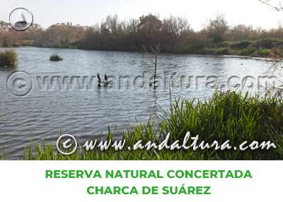 Espacios Naturales de Granada: Reserva Natural Concertada Charca de Suárez
