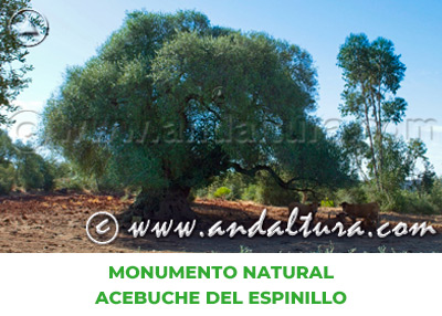 Espacios Naturales de Huelva: Monumento Natural Acebuche del Espinillo