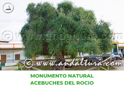 Espacios Naturales de Huelva: Monumento Natural Acebuches del Rocío