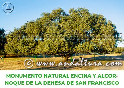 Espacios Naturales de Huelva: Monumento Natural Encina y Alcornoque de la Dehesa de San Francisco