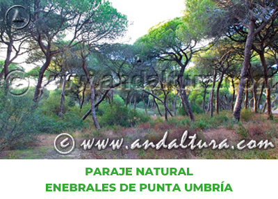 Espacios Naturales de Huelva: Paraje Natural Enebrales de Punta Umbría
