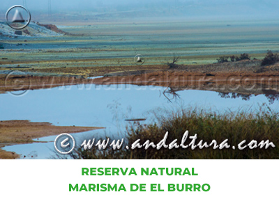 Espacios Naturales de Huelva: Reserva Natural Marisma de El Burro
