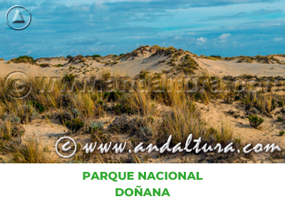 Espacios Naturales de Huelva: Parque Nacional Doñana