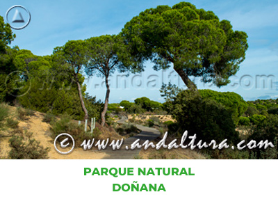 Espacios Naturales de Huelva: Parque Natural Doñana