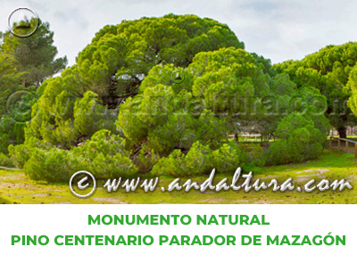 Espacios Naturales de Huelva: Monumento Natural Pino Centenario Parador de Mazagón
