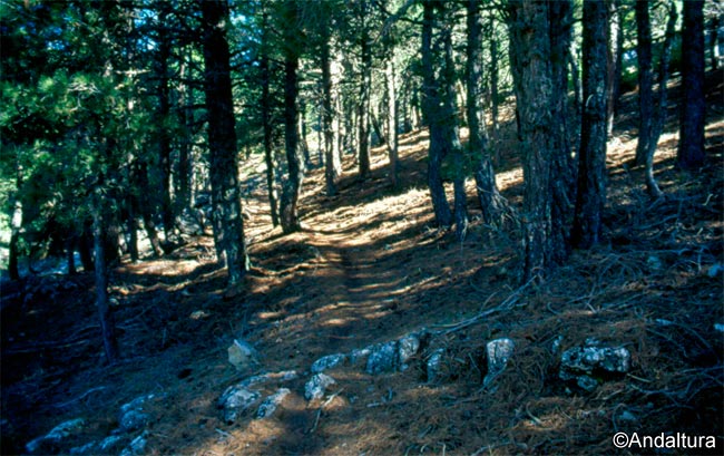 Vereda Pinar de las Potras - Sierra de Castril