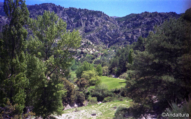 Pinares y Sierra de Castril desde la Vereda por el Barranco de la Magdalena