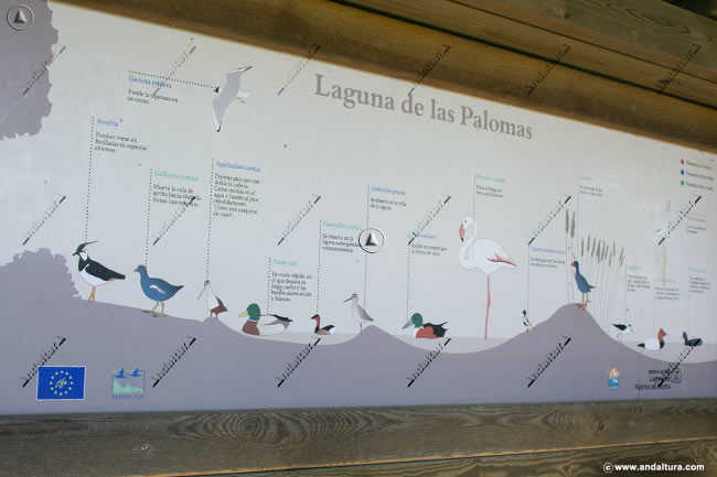 Cartel de las aves que se pueden ver en la Laguna de las Palomas - Reserva Natural Laguna de Fuente de Piedra