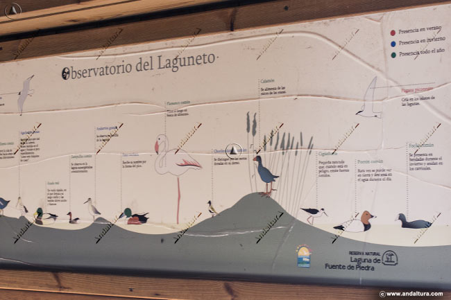 Cartel de las aves que se pueden ver en El Laguneto - Reserva Natural Laguna de Fuente de Piedra