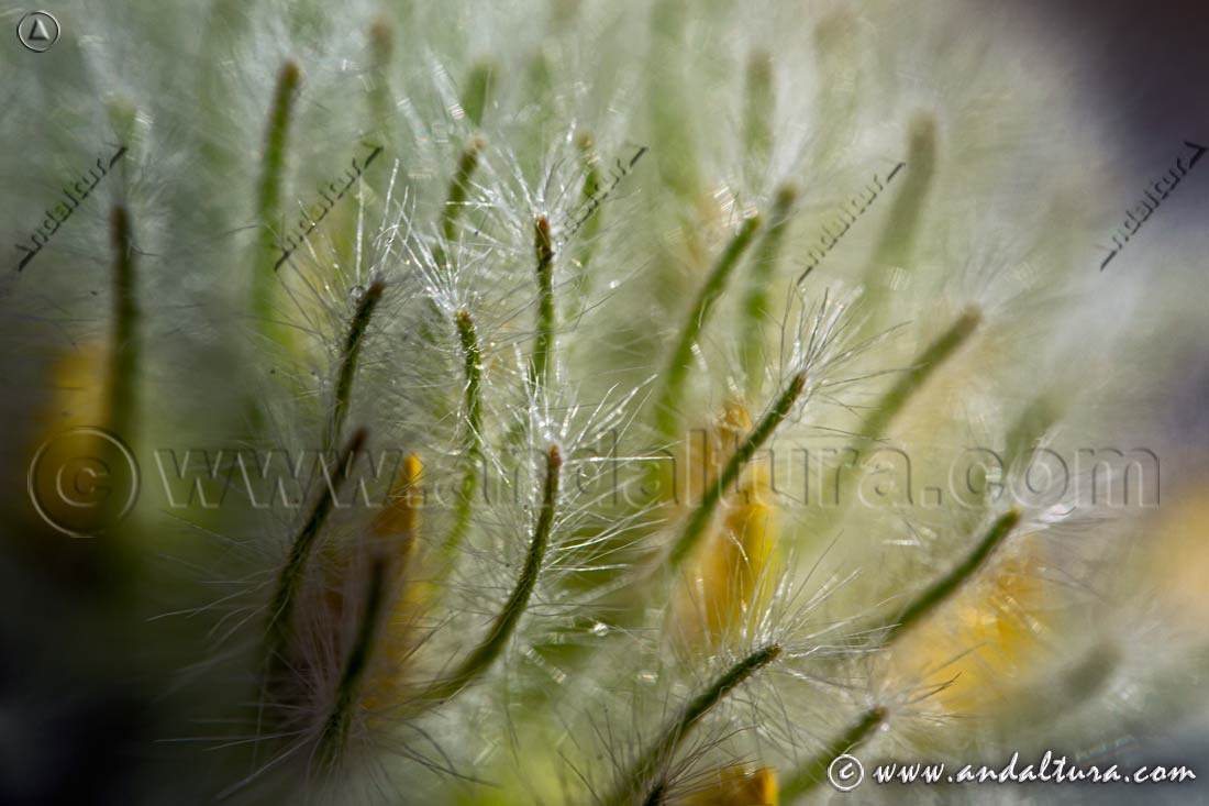 Detalle de Anthyllis tejedensis plumosa