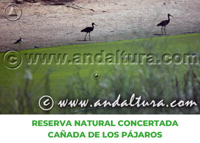 Espacios Naturales de Sevilla: Reserva Natural Concertada Cañada de los Pájaros
