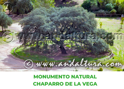 Espacios Naturales de Sevilla: Monumento Natural Chaparro de la Vega