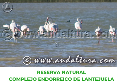 Espacios Naturales de Sevilla: Reserva Natural Complejo Endorreico de Lantejuela