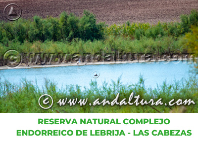 Espacios Naturales de Sevilla: Reserva Natural Complejo Endorreico de Lebrija - Las Cabezas