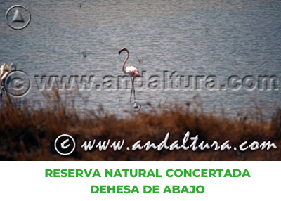 Espacios Naturales de Sevilla: Reserva Natural Concertada Dehesa de Abajo