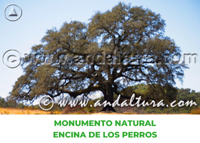 Espacios Naturales de Sevilla: Monumento Natural Encina de los Perros
