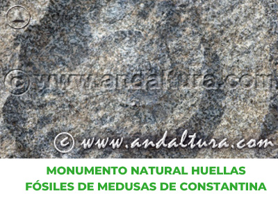 Espacios Naturales de Sevilla: Monumento Natural Huellas Fósiles de Medusas de Constantina
