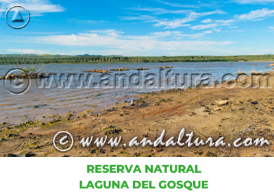 Espacios Naturales de Sevilla: Reserva Natural Laguna del Gosque