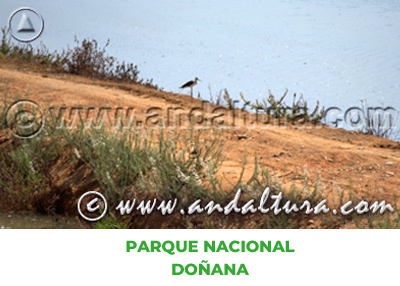 Espacios Naturales de Sevilla: Parque Nacional Doñana
