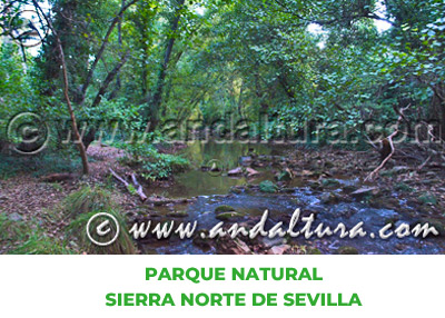 Espacios Naturales de Sevilla: Parque Natural Sierra Norte de Sevilla