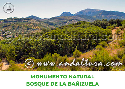 Espacios Naturales de Jaén: Monumento Natural Bosque de la Bañizuela