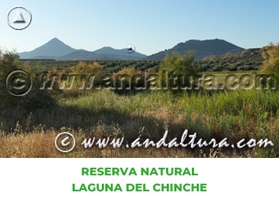 Espacios Naturales de Jaén: Reserva Natural Laguna del Chinche