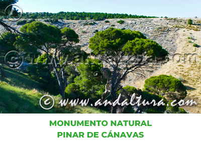 Espacios Naturales de Jaén: Monumento Natural Pinar de Cánavas