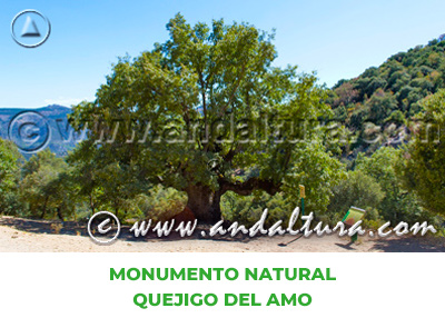 Espacios Naturales de Jaén: Monumento Natural Quejigo del Amo