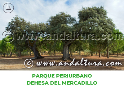 Espacios Naturales de Málaga: Parque Periurbano Dehesa del Mercadillo