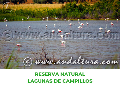 Espacios Naturales de Málaga: Reserva Natural Lagunas de Campillos