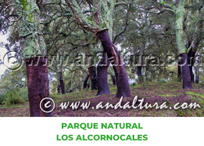 Espacios Naturales de Málaga: Parque Natural Los Alcornocales