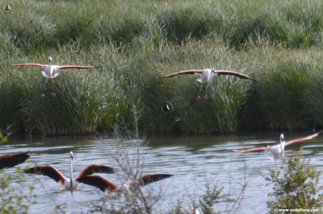 Flamencos llegando a la Laguna El Laguneto - Reserva Natural Laguna de Fuente de Piedra