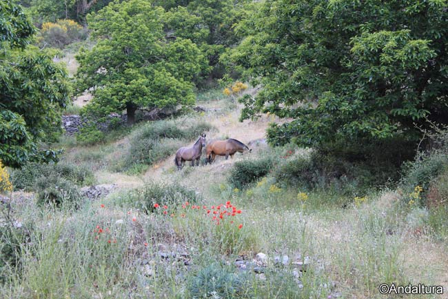Castañar y caballos en el Valle de Lanjarón