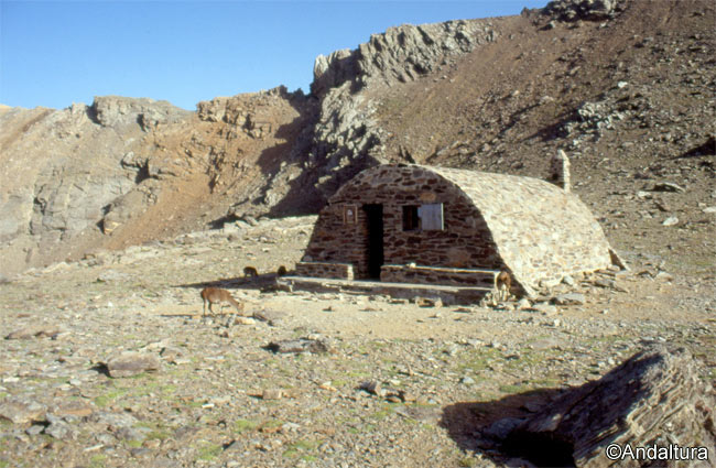 Cabras montesas en el Refugio-Vivac de la Caldera