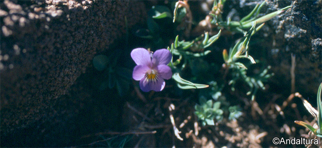 Violeta de la Sierra - Viola crassiuscula -