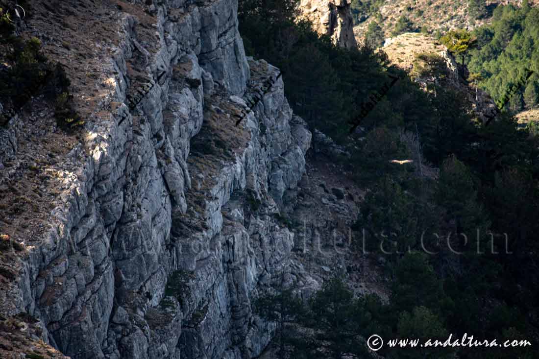 Buitre leonado y Buitrera de los Tajos del Cerro del Calar de Mendoza en la cabecera del Barranco de las Canalejas