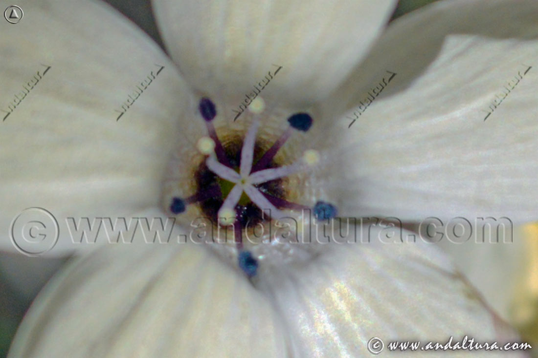 Detalle flor de Lino blanco - Linun suffuticosum