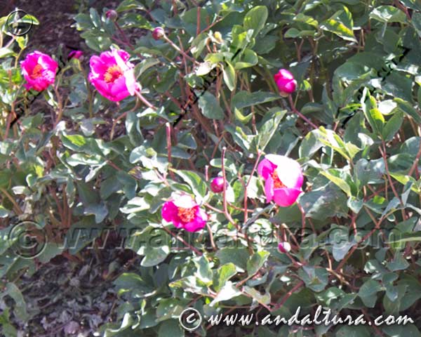 Detalle flores de Peonía rosa