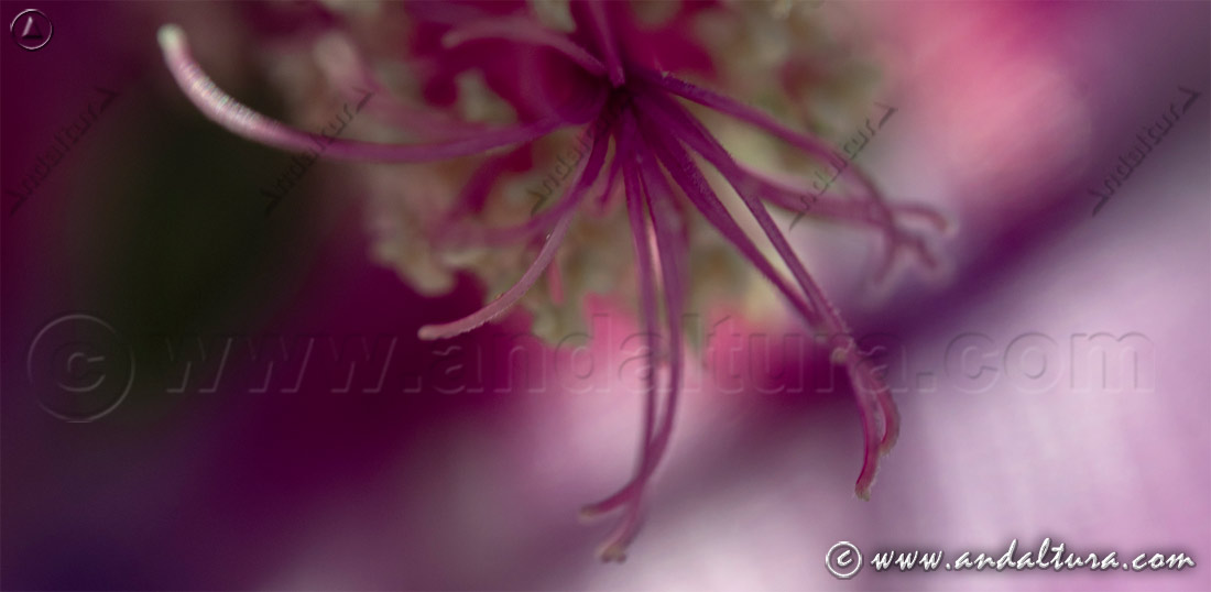Detalle de Lavatera oblongifolia - Malva de las Alpujarras