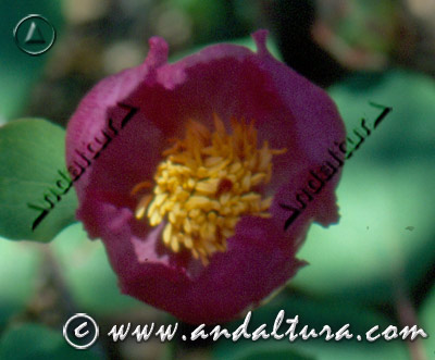 Detalle Paeonia coriacea -antigua -
