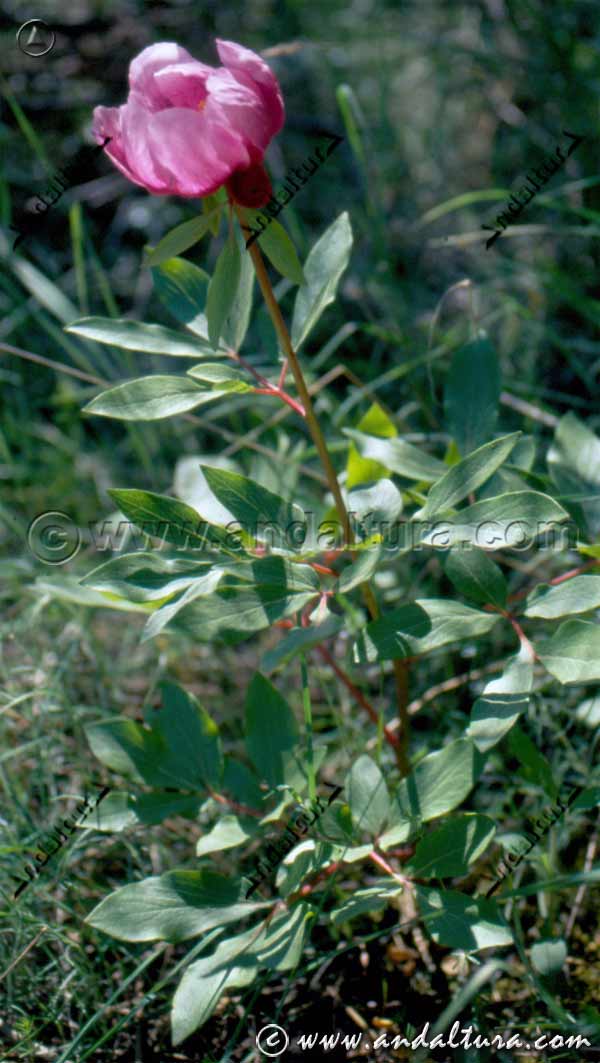 Detalle planta y flor de Paeonia coriacea