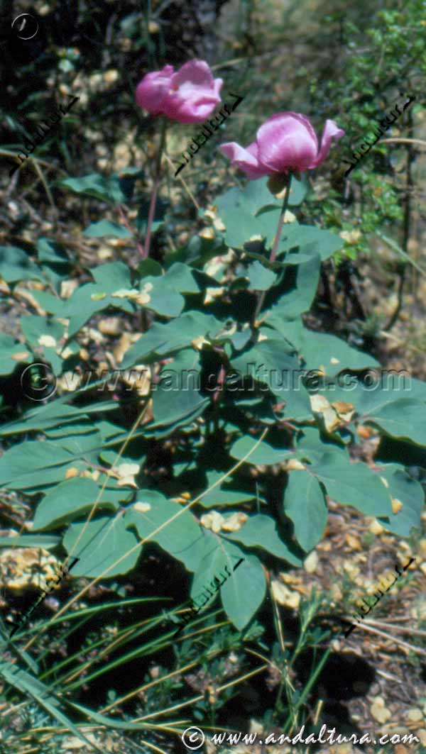 Detalle planta de Paeonia coriacea - antigua