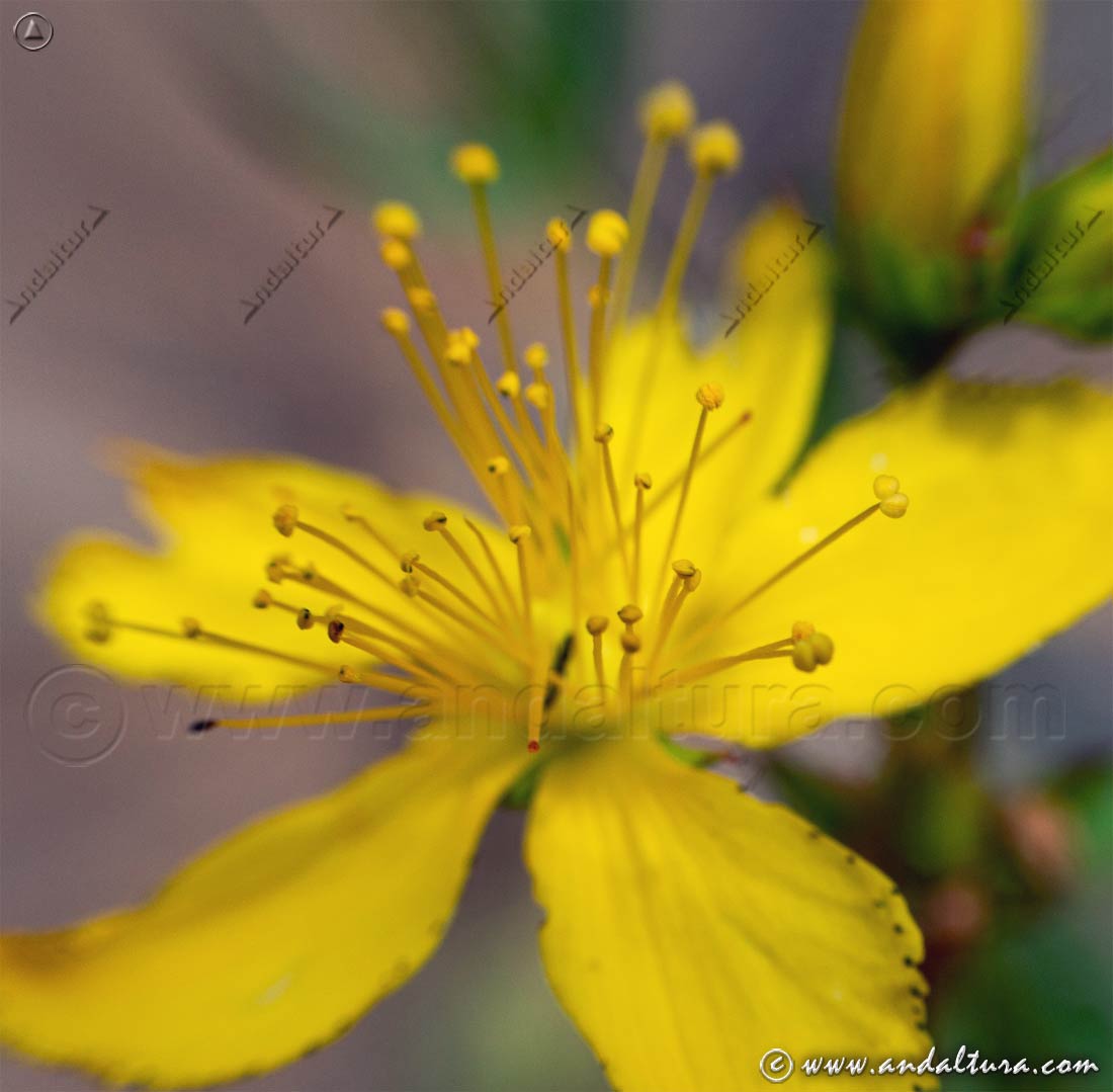 Detalle flor de Hipérico - Hierba de San Juan - Hypericum perforatum
